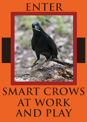 Smart Crows at Play and Work