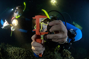 Seahorse scientists at work