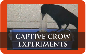 Captive Crow Experiments