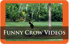 Funny Crow Videos