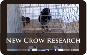 New Crow Research