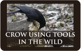 Crows Using Tools in the Wild