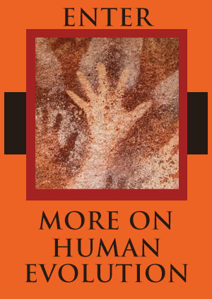 More on Human Evolution