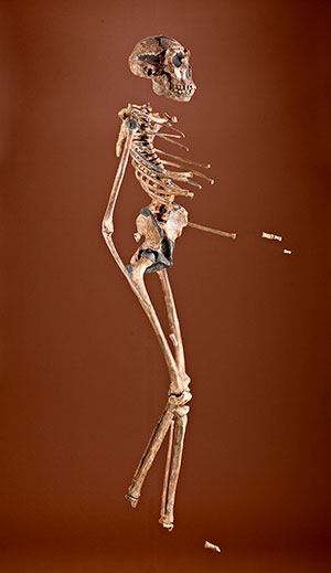 Turkana Boy Erectus Skeleton