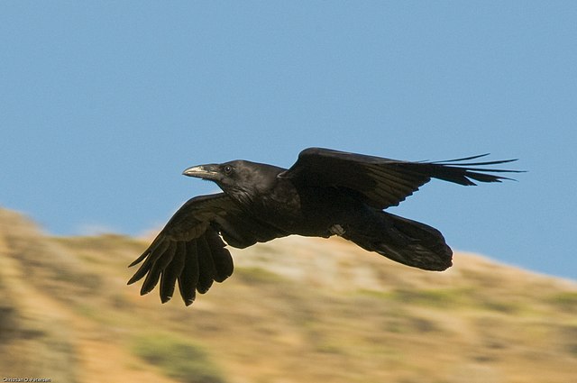 American raven in flight.